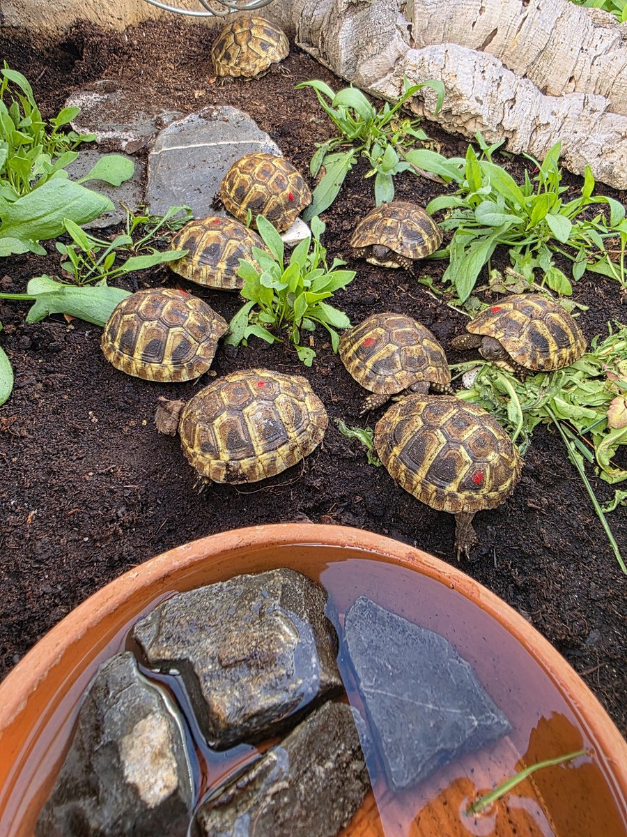 Griechische Landschildkröten NZ 2024 Freilandhaltung & Winterstarre