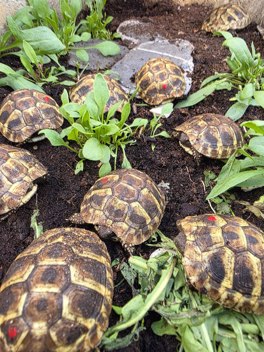 Griechische Landschildkröten NZ 2024 Freilandhaltung & Winterstarre Griechische Landschildkröten NZ 2024 Freilandhaltung & Winterstarre photo 4