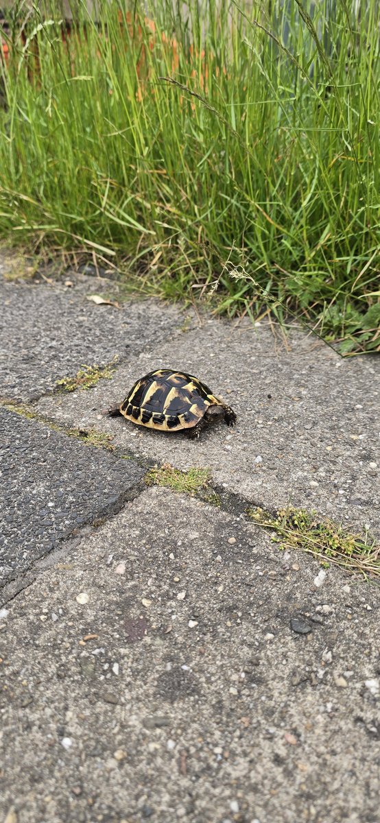 Hermanni Griekse Landschildpad (Testudo Hermanni) photo 3