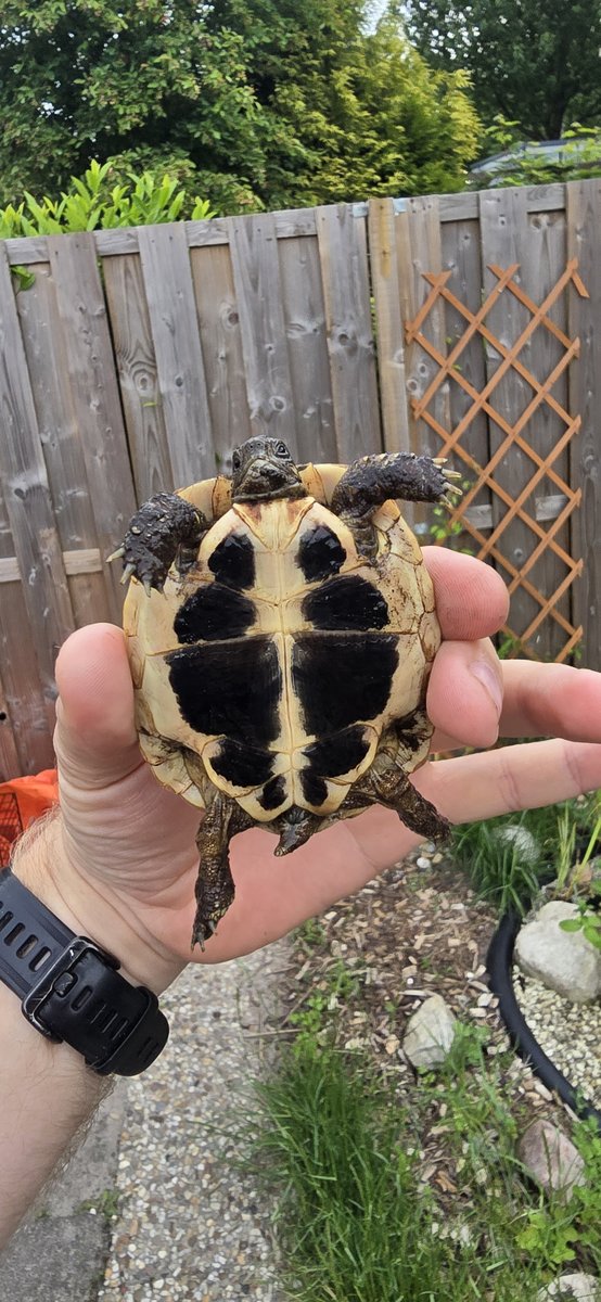 Hermanni Griekse Landschildpad (Testudo Hermanni) photo 4