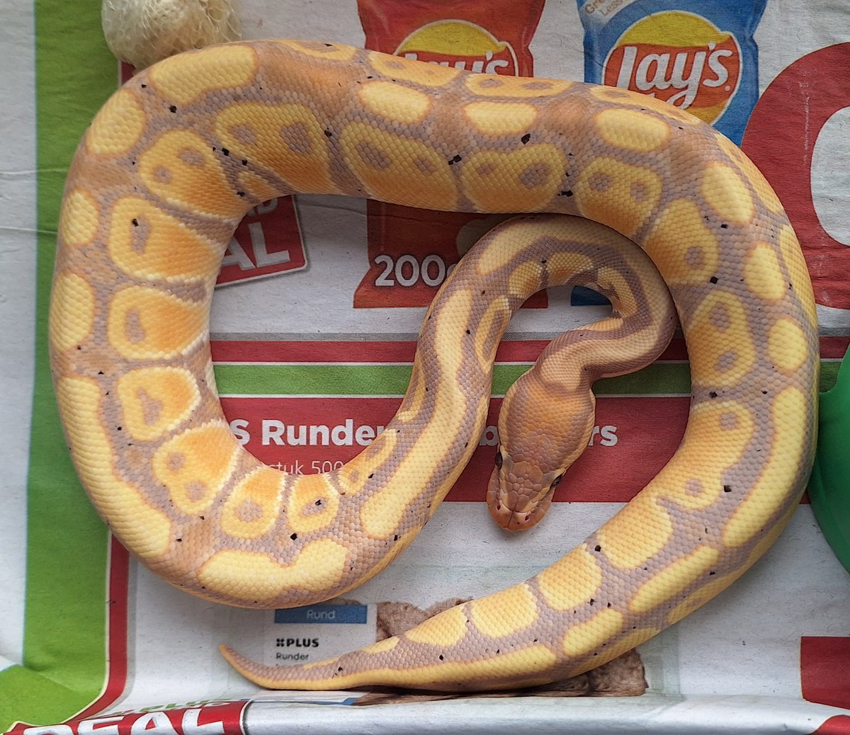 Coral glow DH Clown G-stripe 