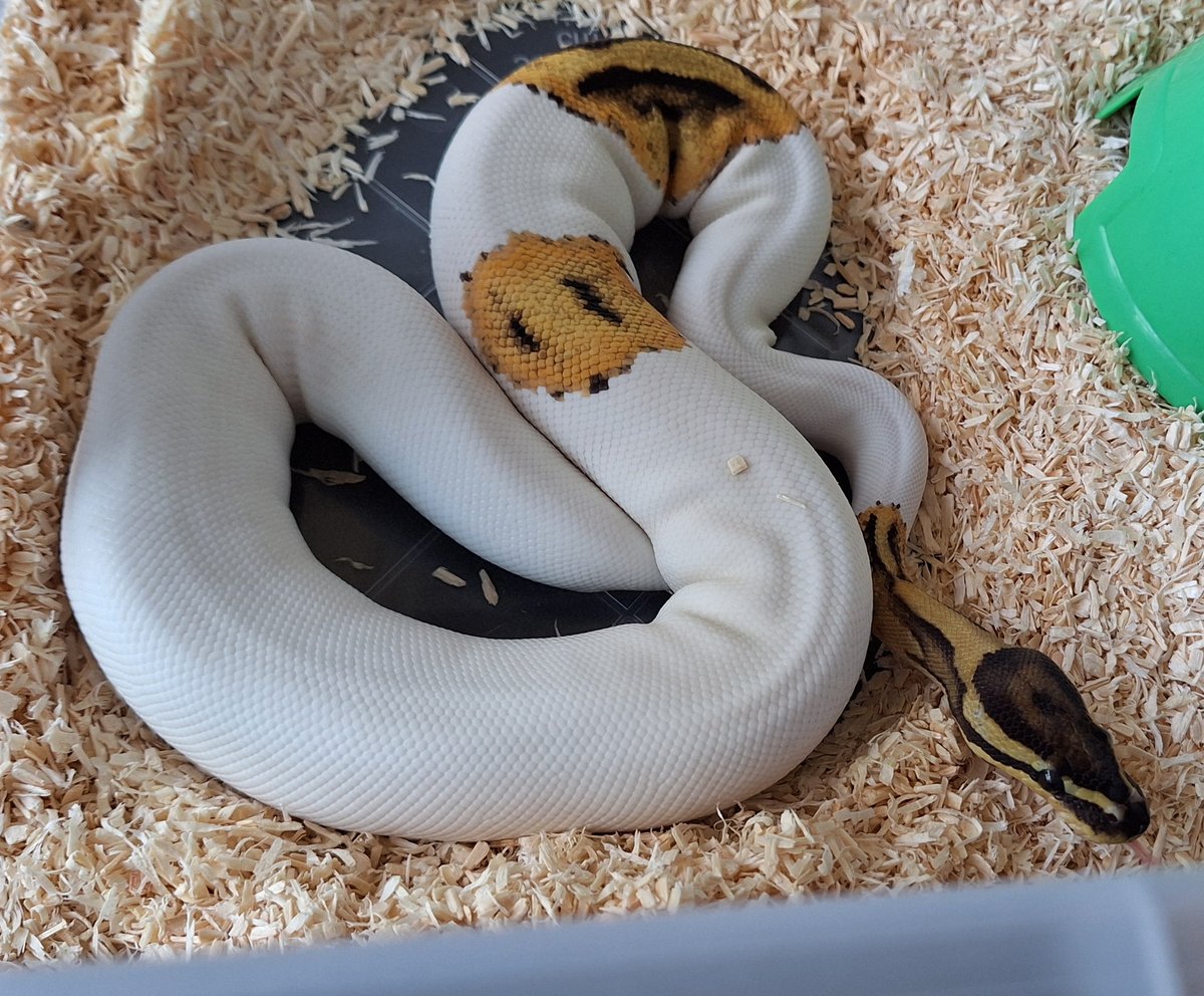 Pied het hypo 50%het ultramel 