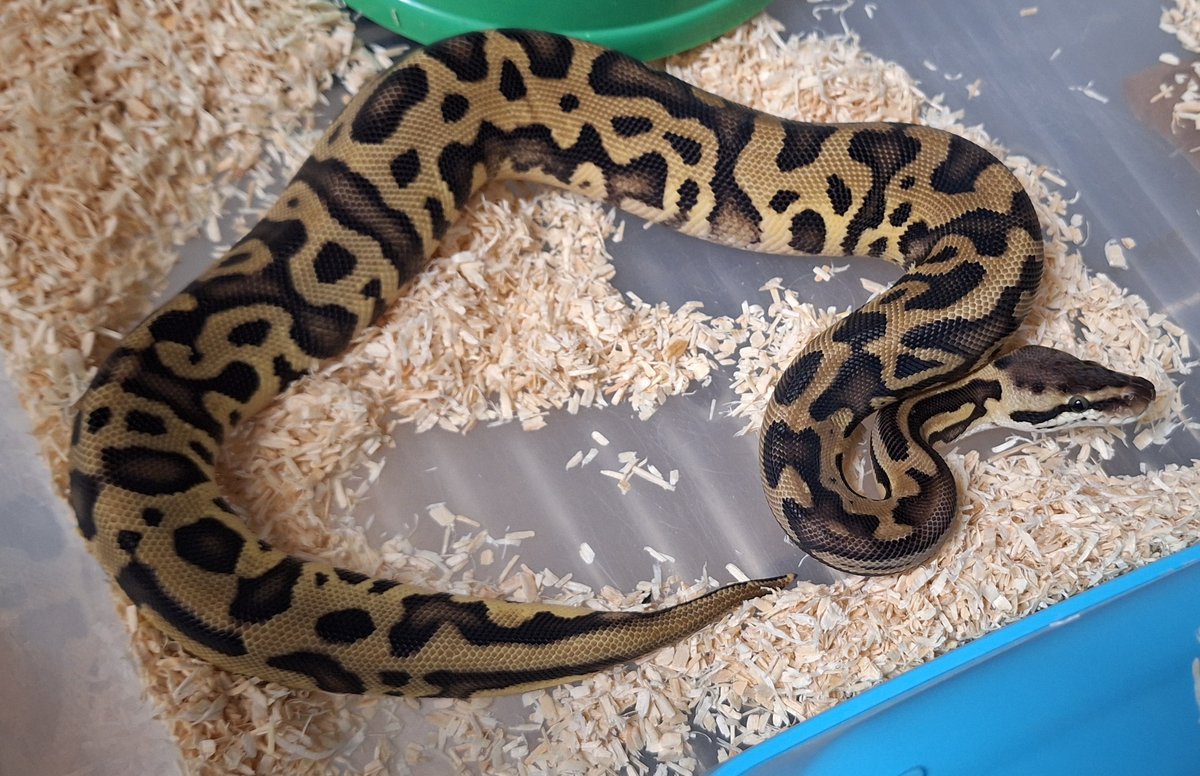 Leopard Pastel DH Clown G-stripe 