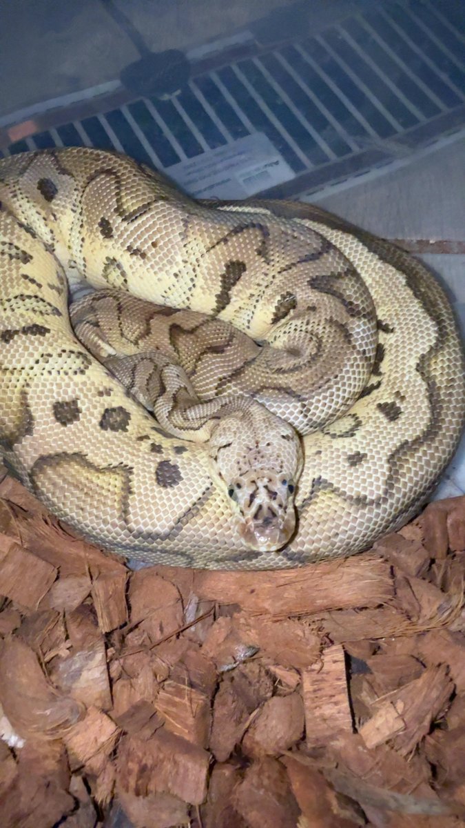 Leopard yb pastel clown