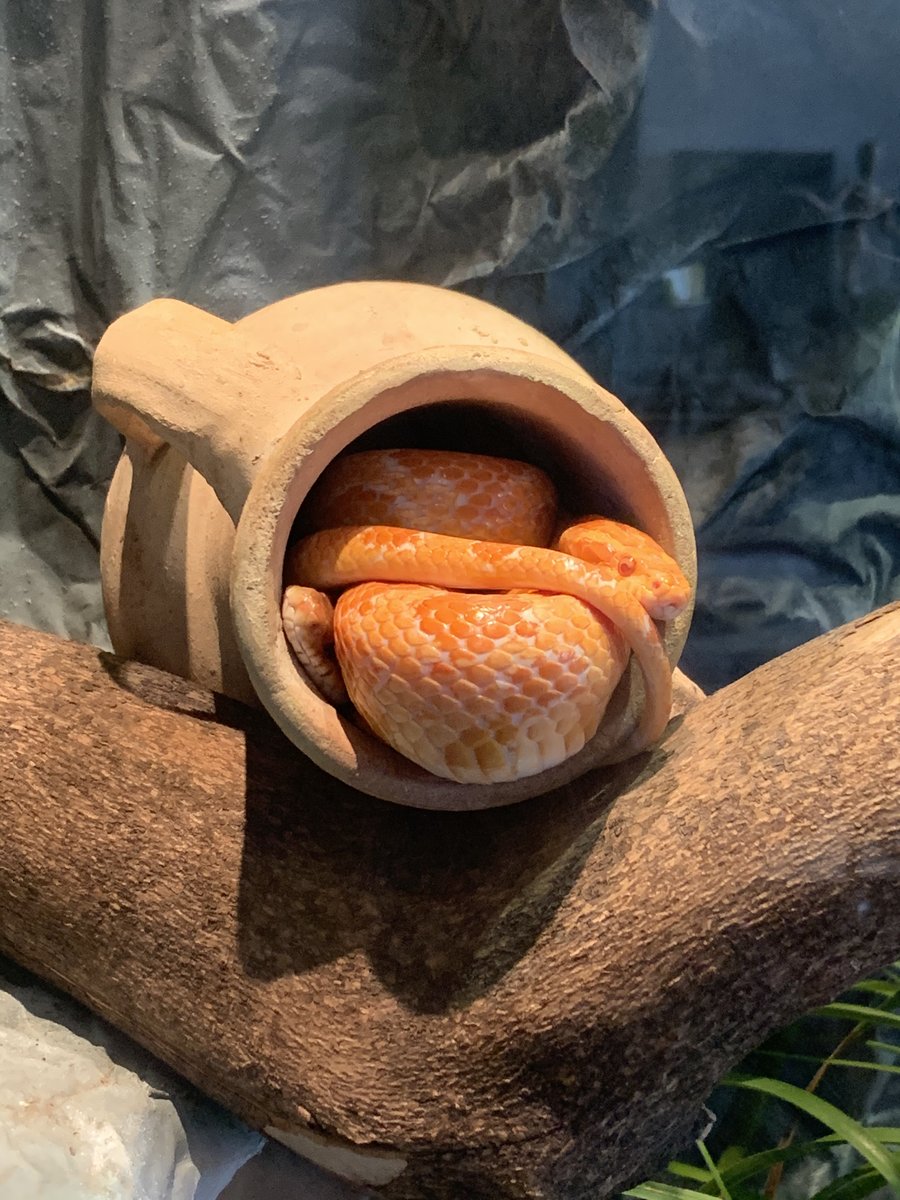 Classic and Amelanistic