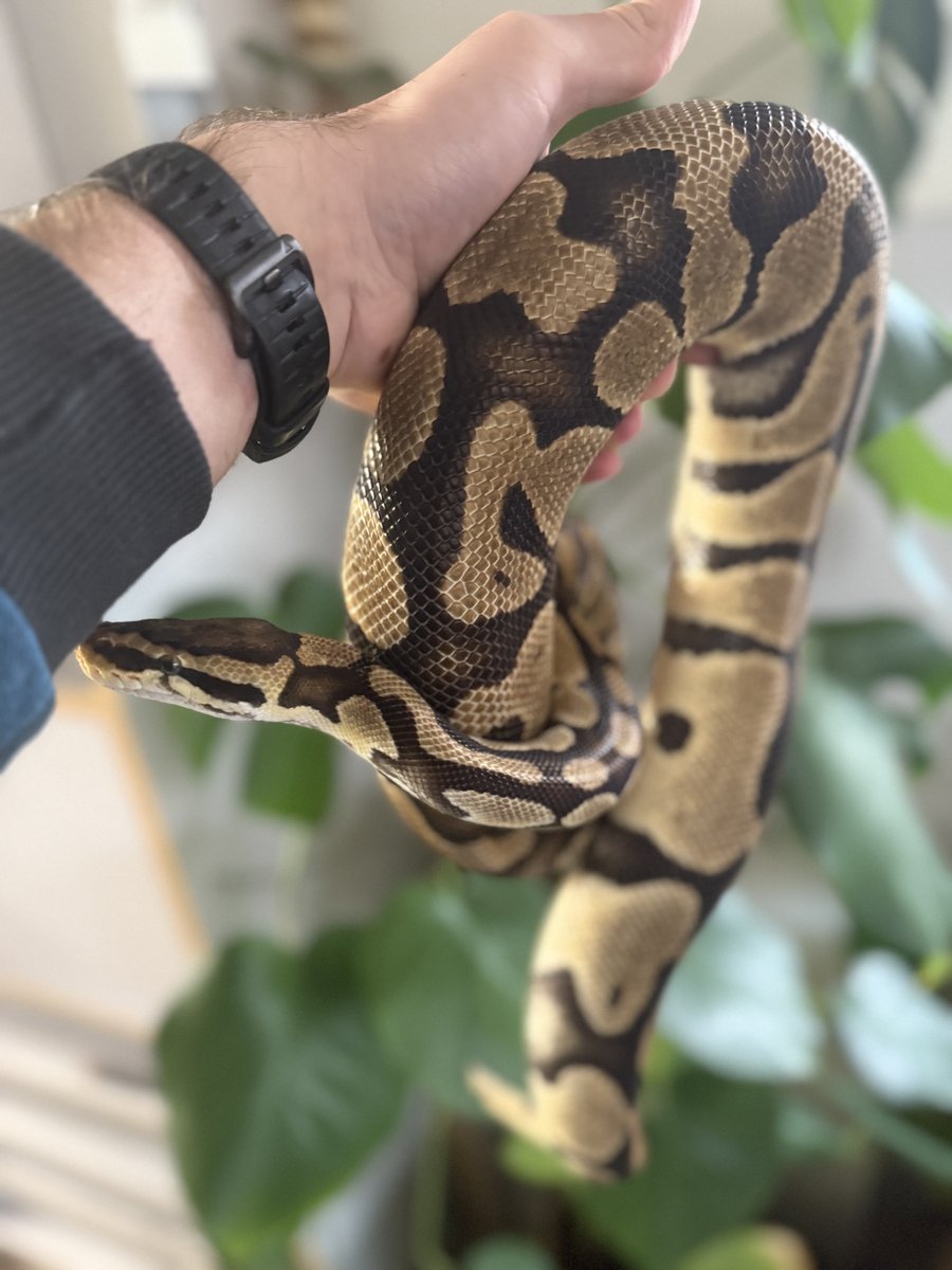 Pastel dh clown pied