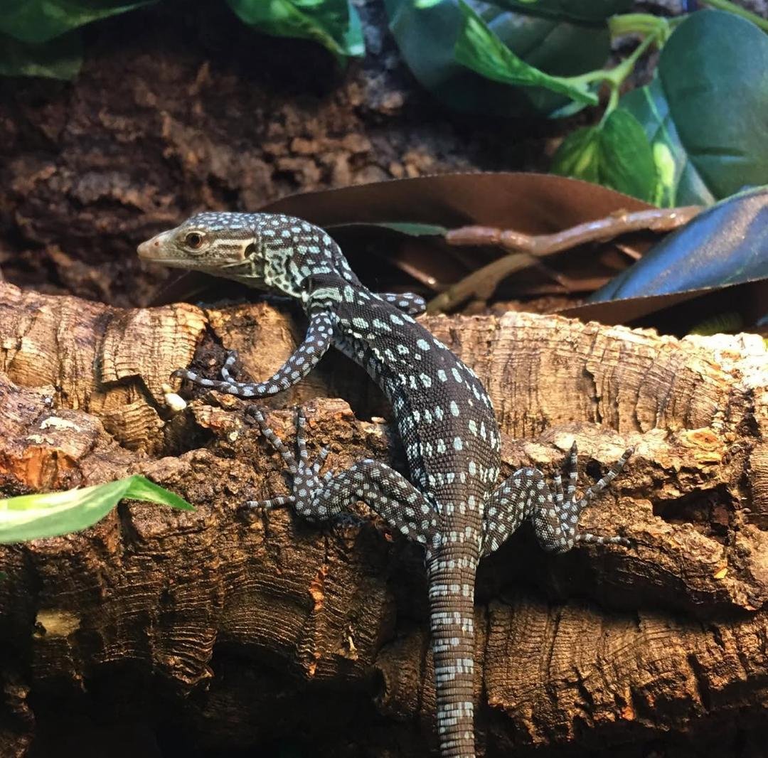 Blue tree monitor lizard for sale 
