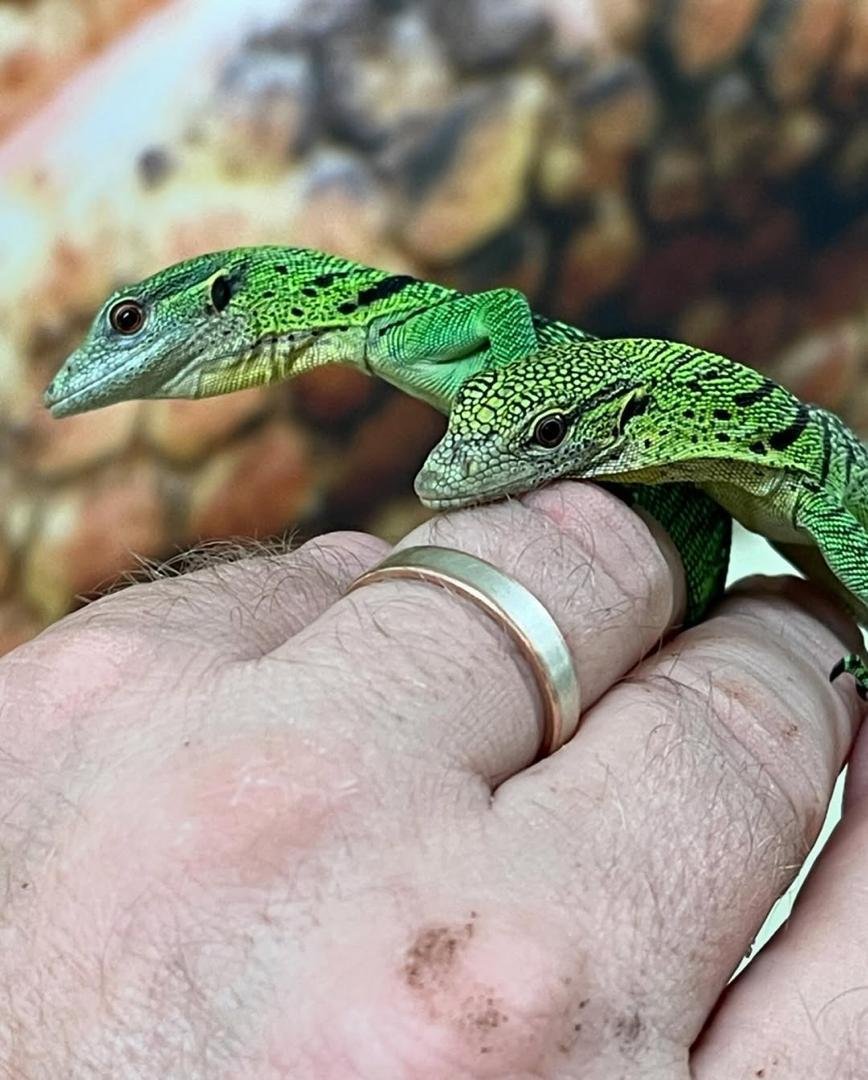 Green tree monitor for sale 