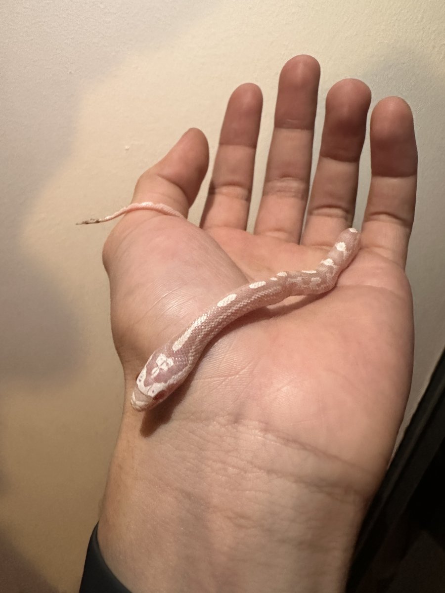 Albino snow corn snake Corn Snake photo 4