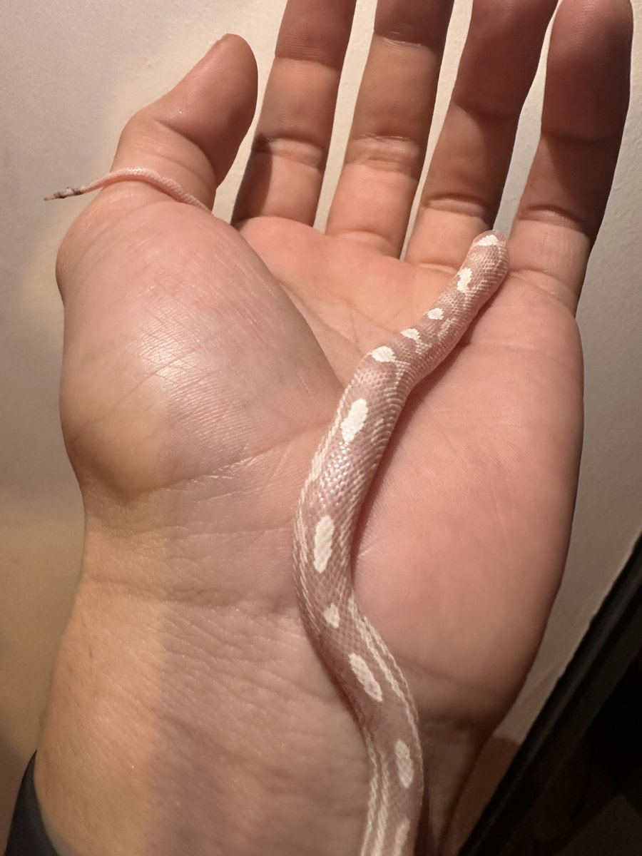 Albino snow corn snake Corn Snake photo 3