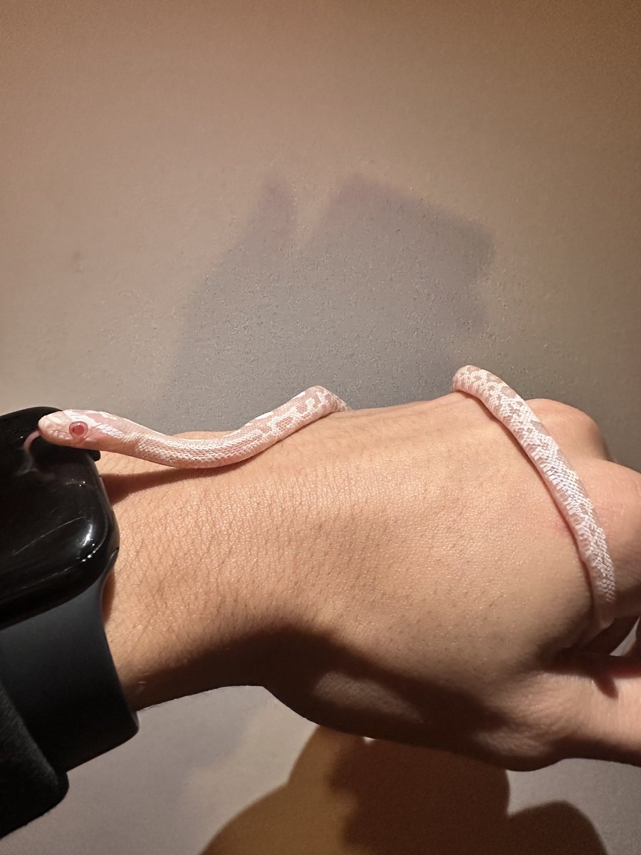 Albino snow corn snake Corn Snake photo 2