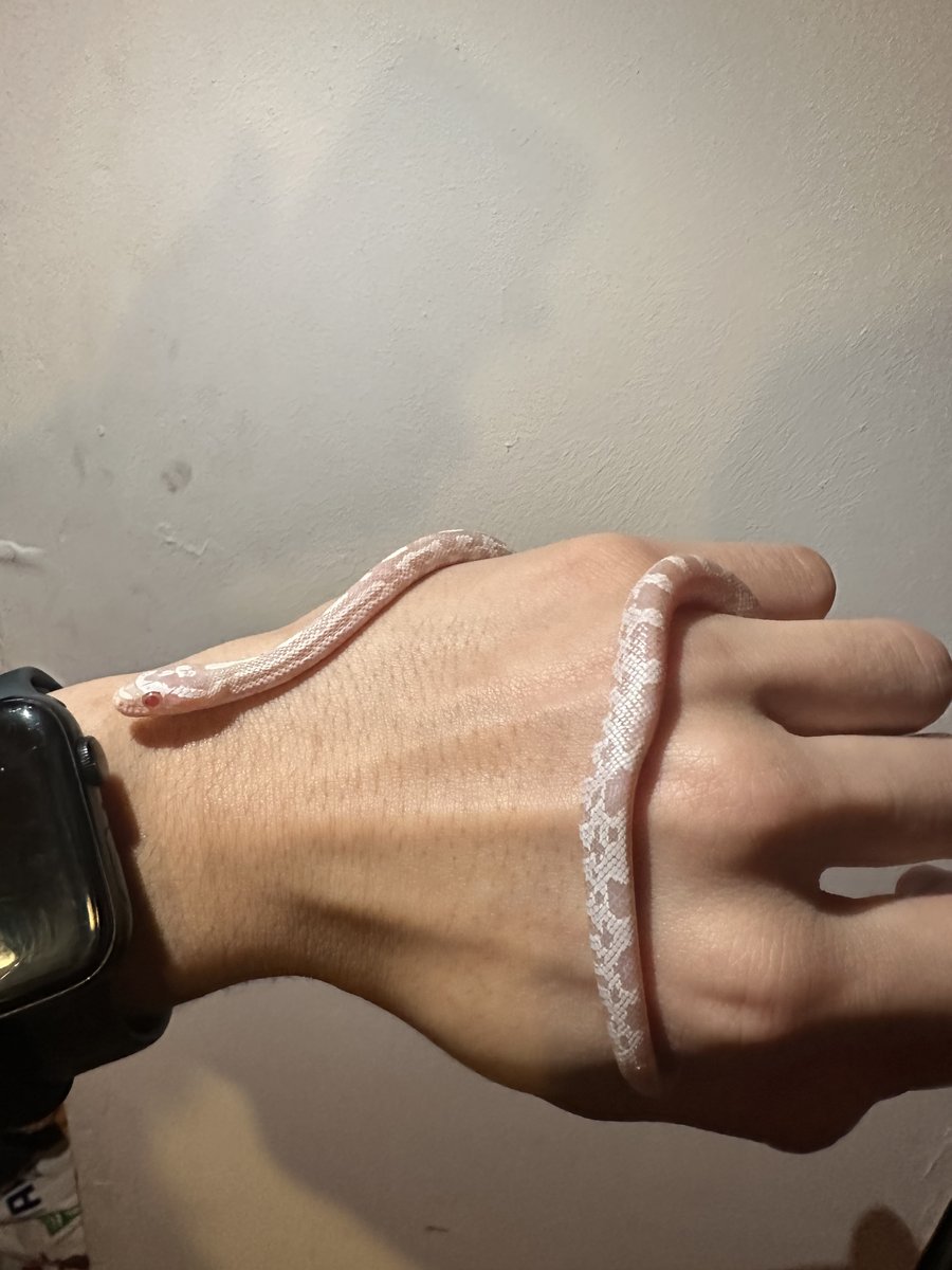 Albino snow corn snake Corn Snake photo 5