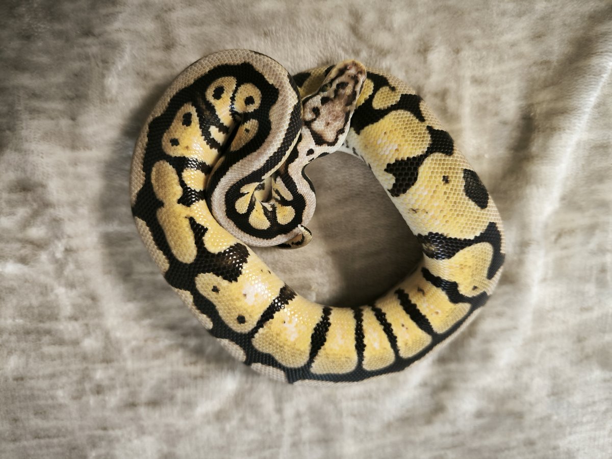 Spotnose Pastel pos Orange Dream 100% Het Puzzle