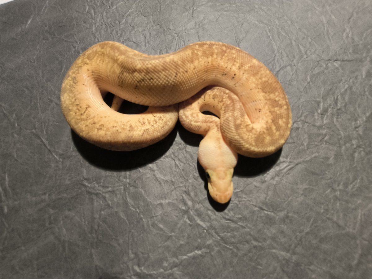 Stranger Pastel Pinstripe Clown
