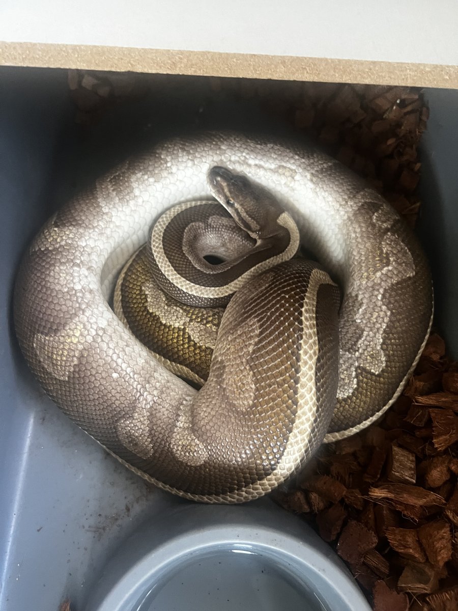 Lesser Leopard Ghi het pied