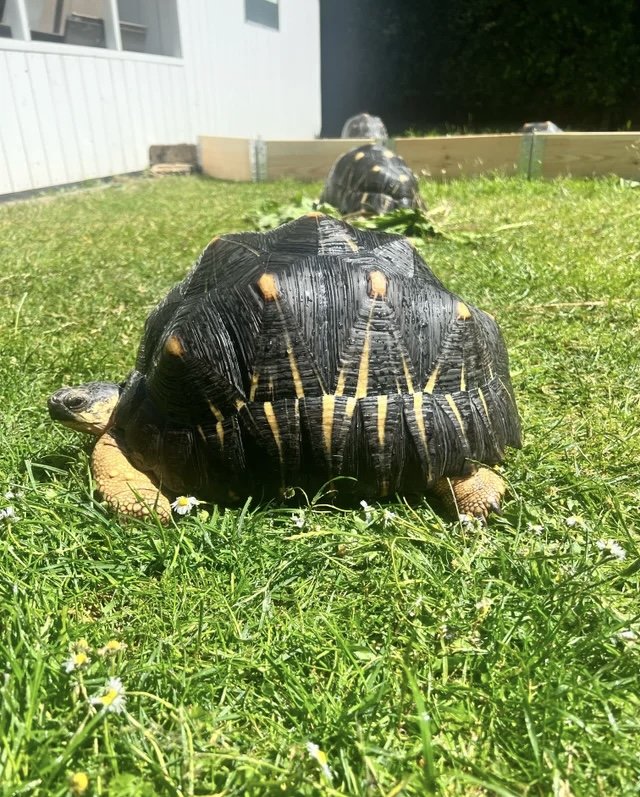 Radiated Tortoise