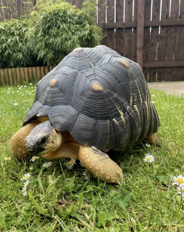 Radiated Tortoise Tortoise photo 3