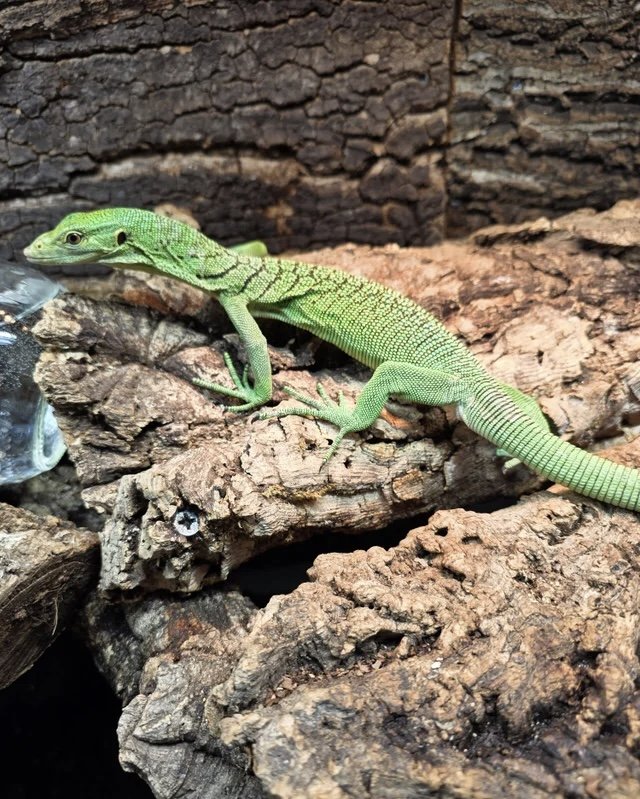 Male Green Tree Monitor