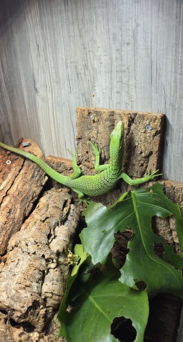 Male Green Tree Monitor Monitor Lizard photo 2