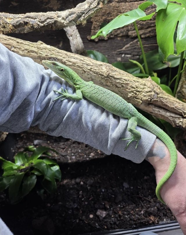 Male Green Tree Monitor Monitor Lizard photo 3