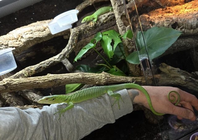Male Green Tree Monitor Monitor Lizard photo 5