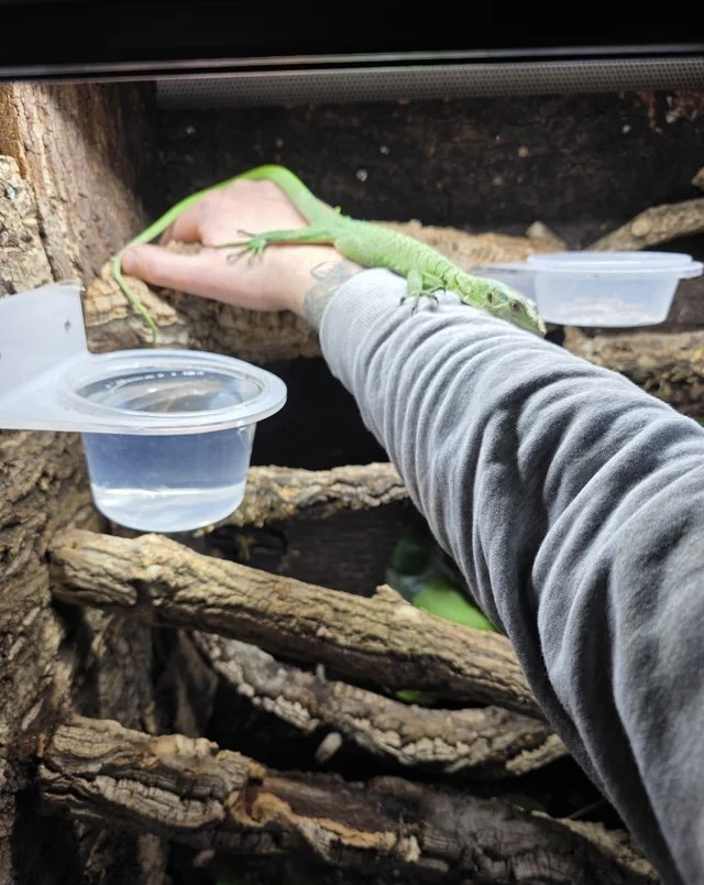 Male Green Tree Monitor Monitor Lizard photo 4