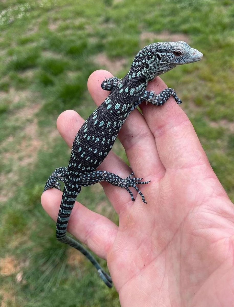 Blue Tree Monitor – Varanus Macraei Monitor Lizard photo 2