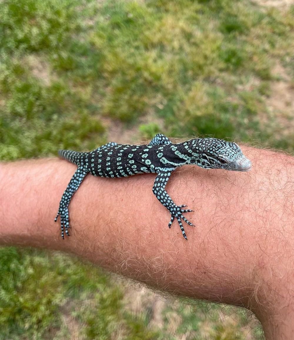 Blue Tree Monitor – Varanus Macraei Monitor Lizard photo 3