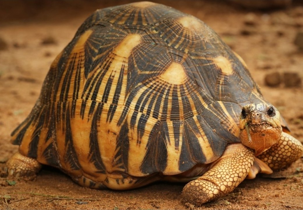 Radiated tortoise Tortoise photo 4