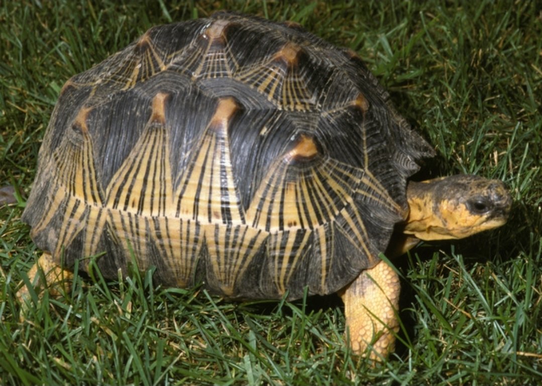 Radiated tortoise Tortoise photo 3
