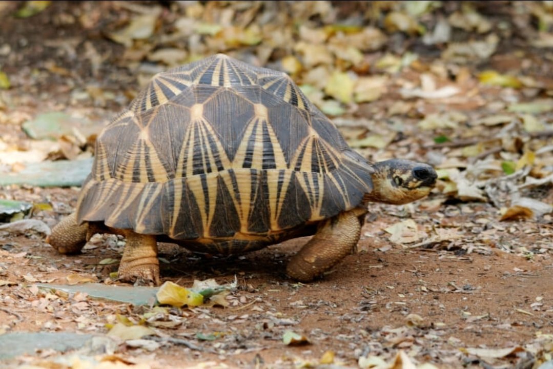 Radiated tortoise