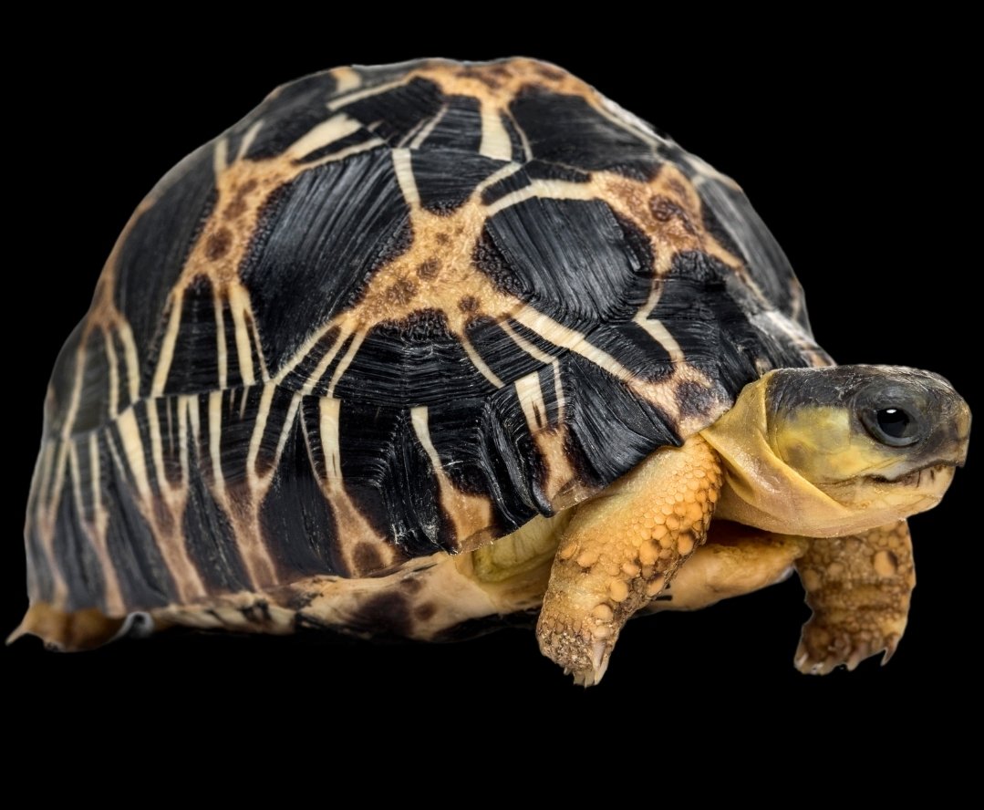 Radiated tortoise Tortoise photo 2