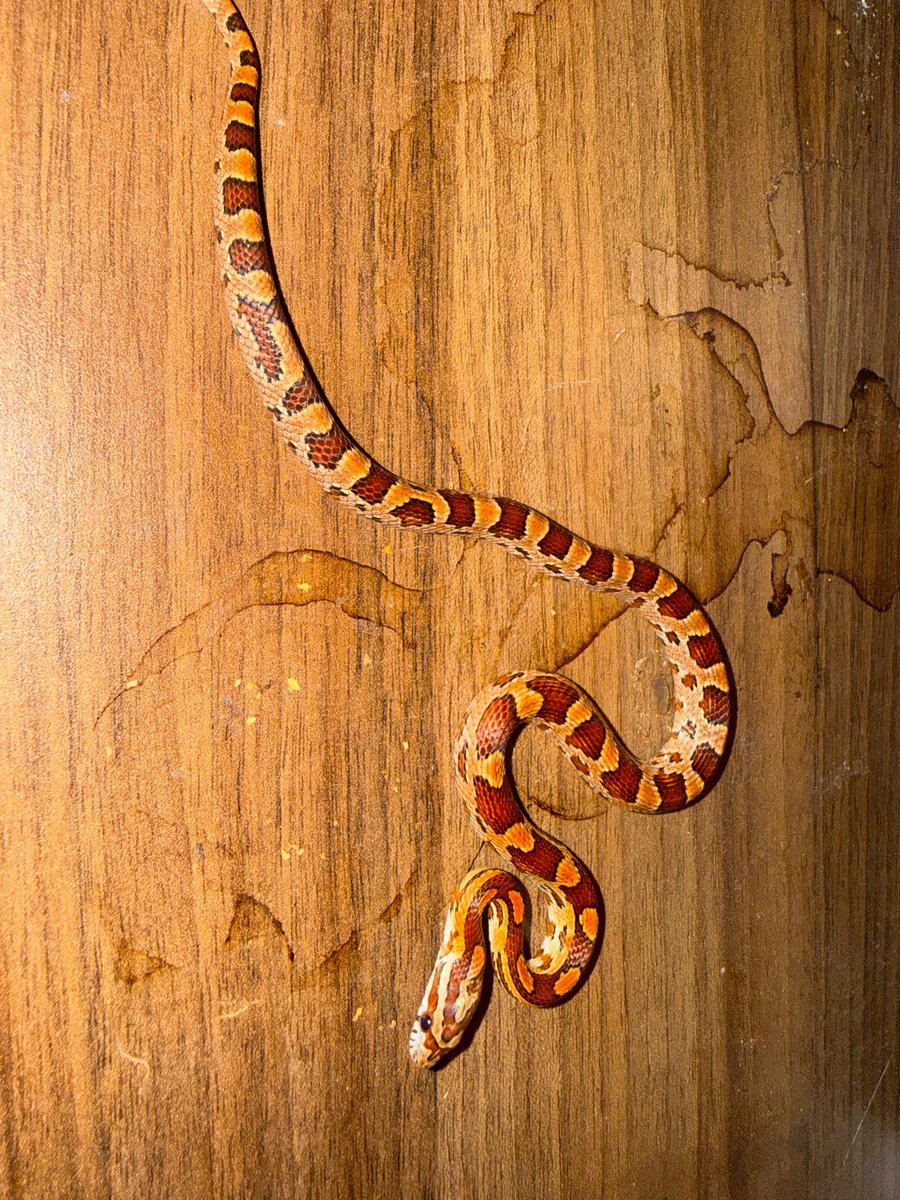 Normal- Wild Type
